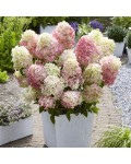Hydrangea paniculata ‘Living Summer Love’